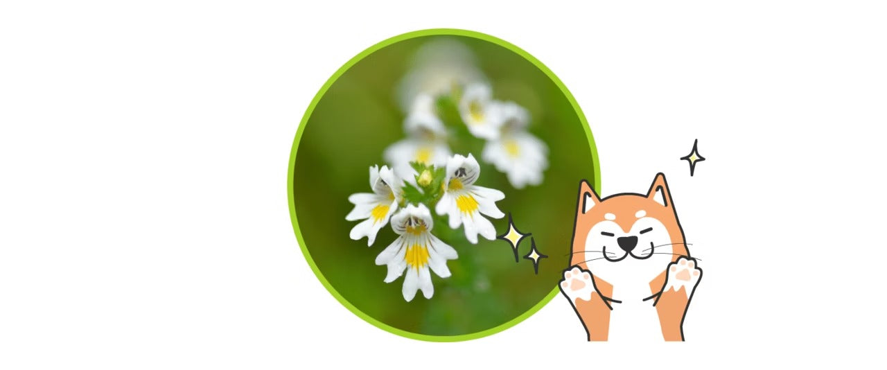 星巴哈尼｜犬用護眼營養保健