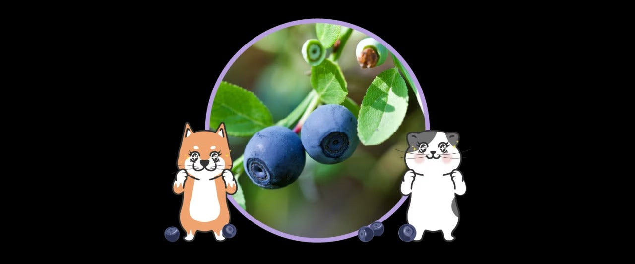 星巴哈尼｜犬用護眼營養保健