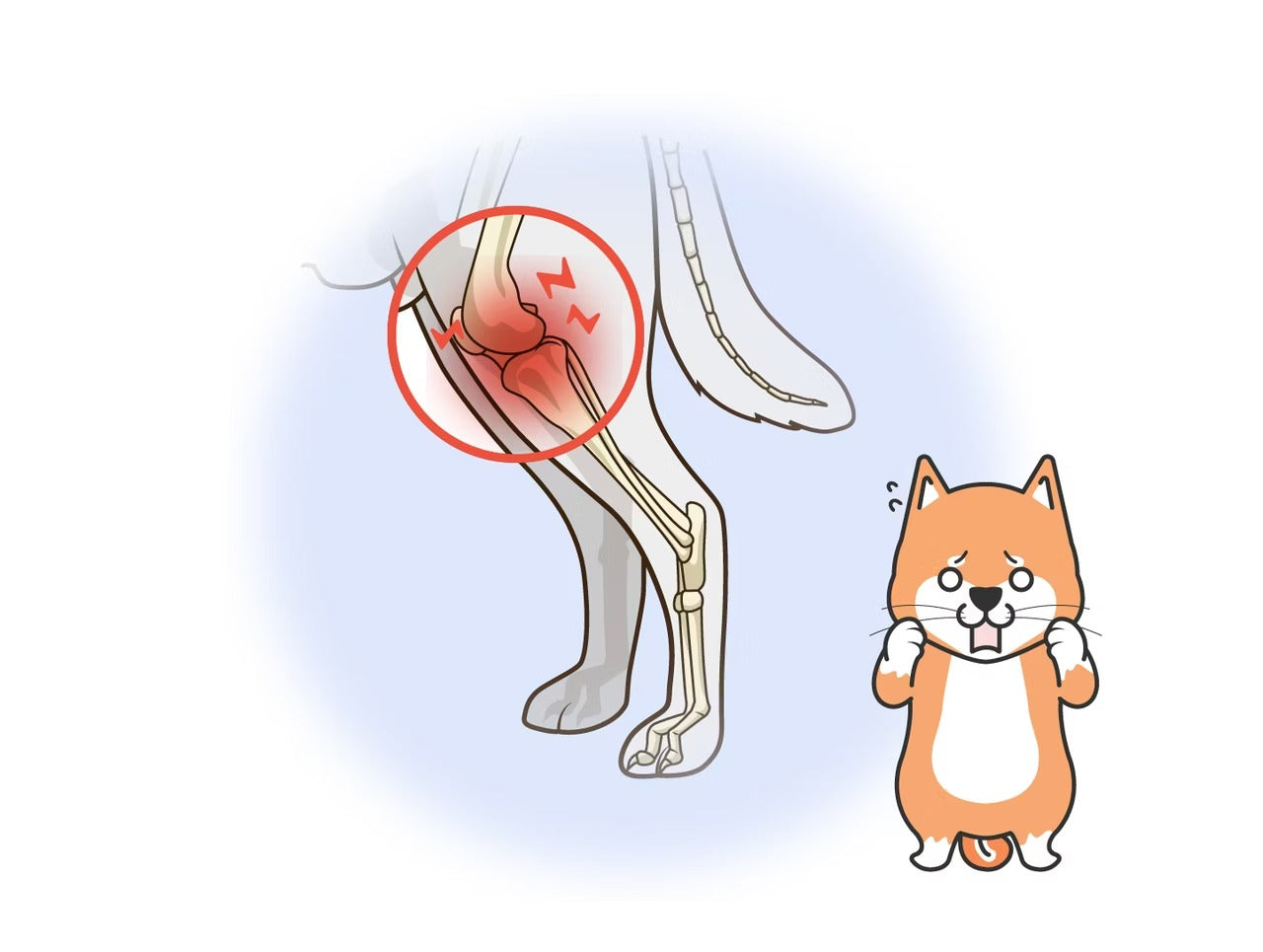 星巴哈尼｜犬用專用關節保健