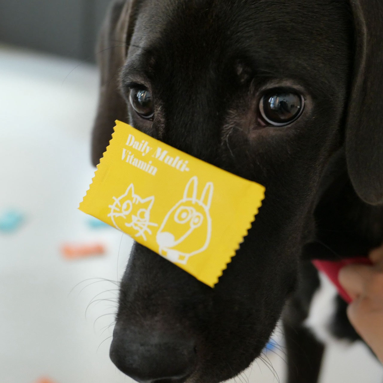 【帕奇特小屋】元氣小日子｜綜合維他命（犬貓適用）