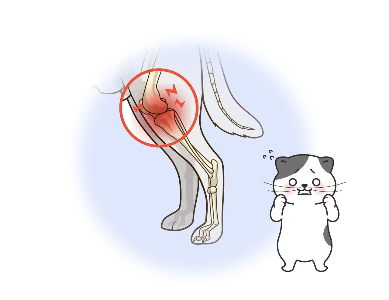 星巴哈尼｜貓用專用關節保健