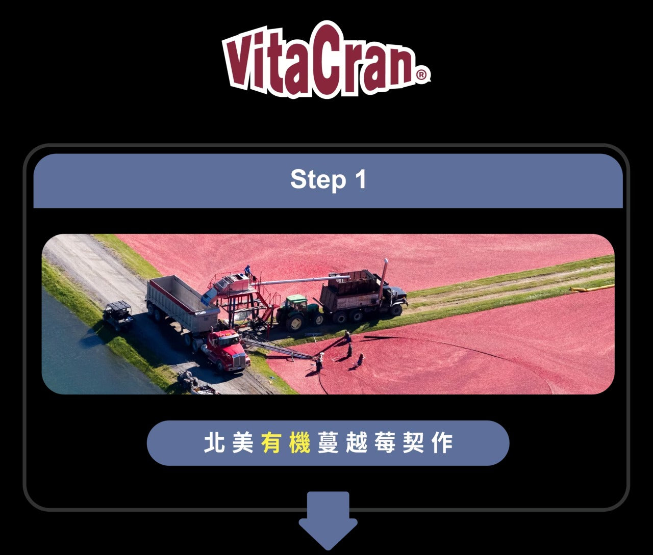 星巴哈尼｜犬用泌尿道＆舒壓保健